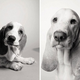 Illustration for article titled A Beautiful Photo Project: The Passage Of Time Through Dogs